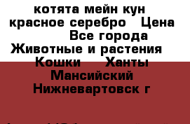 котята мейн кун, красное серебро › Цена ­ 30 - Все города Животные и растения » Кошки   . Ханты-Мансийский,Нижневартовск г.